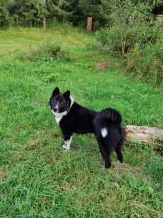 «Долгозерье» _9_desc