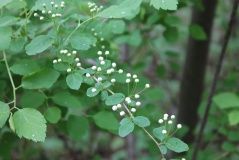 «Глобус плюс»_5_desc
