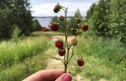 «Лесной двор»_12_desc