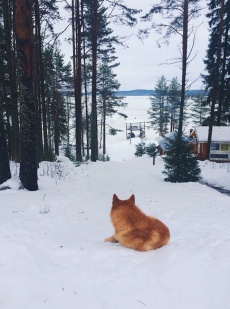 «Лесной двор»_25_desc